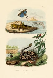 Crevette